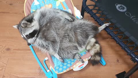 Raccoon is lying very comfortably in the baby bouncer.