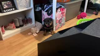 Sassy 3-Legged-Rottweiler Puppy Conquers The Stairs