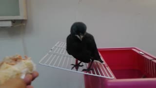 Lucky Guy Gets To Feed A Rescued Baby Crow By Hand