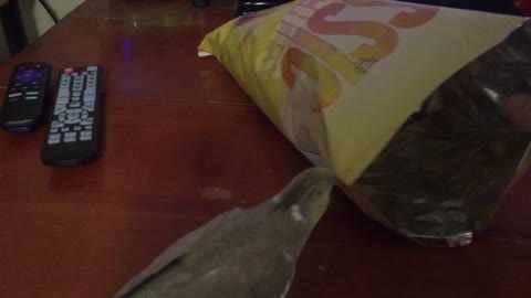 Cockatiel claims entire bag of potato chips as her own