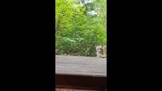 Mountain Lion Attempts to Enter Cabin