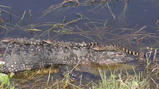 Mother Alligator with her Babies on a back and head