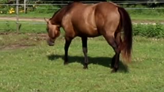 Horse Plays Behind Butterfly