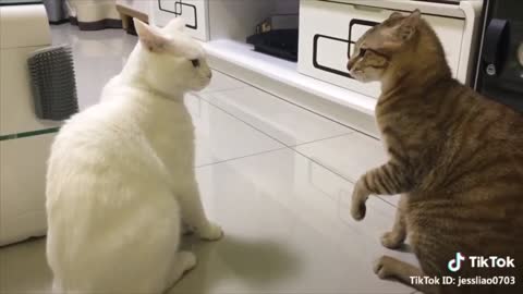 Cats talking !! these cats speak english better than humans