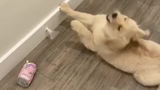 Silly Golden Retriever puppy plays with the doorstop