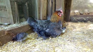 Blue Copper Marans Mamma with New Chicks