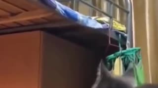 Cat feel on the owner after trying to Jump.