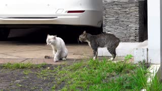 Cats Fighting and screaming