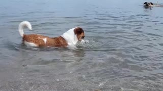 Dog Braves Surprise Attack from Crab