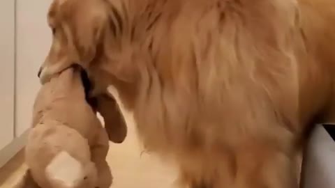 Dog playing with a doll. very fun.