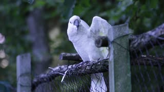 Talented Parrot Shows Dance Moves.