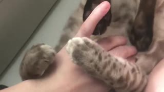 attack Bengal kitten
