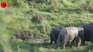 Elephant joss video