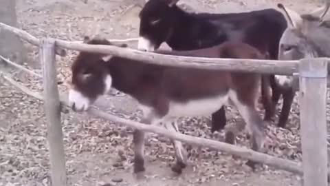 Watch these clever donkeys escape from the pasture.