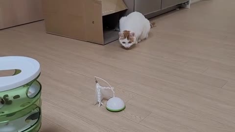Cutee Cat Playing with toys