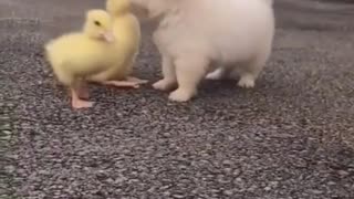 puppy playing with ducklings