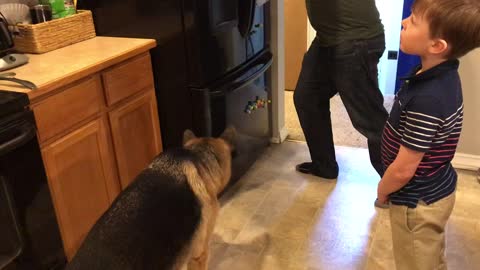 Dogs think something is alive under the fridge.