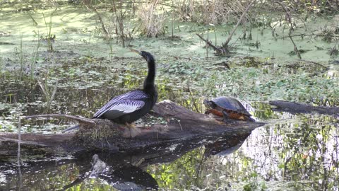 anhinga pokes a turtle in Florida wetlands