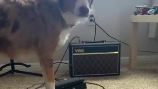 Aussie Pup Loves To Sing The Blues