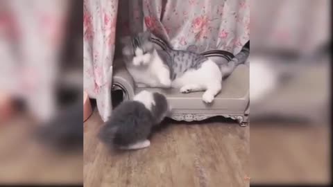 Cute cats having fun