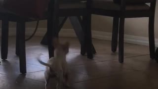 Little Dog wants to play with cat.