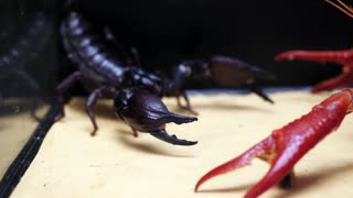 What will happen if scorpions and Cancer fight