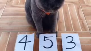 The cat is very smart