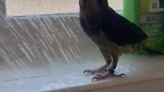 Parrot Loves Showering With Owner