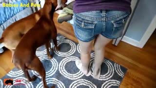 Funny Baby Vizsla Dogs Playing Together Cute Baby Video