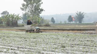 Man planting rice