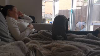 Hilarious French Bulldog Humps Her Toy