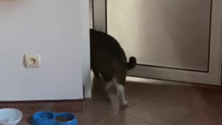 BUFFED CAT OPENS DOOR