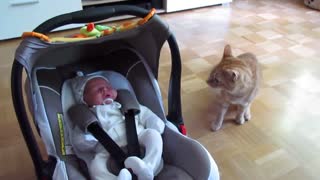 Confused cat meets a baby for the first time