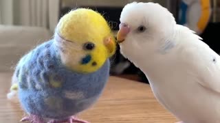Cute parrot tries to play with his toy friend