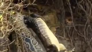 Jaguar Attack and killed Crocodile