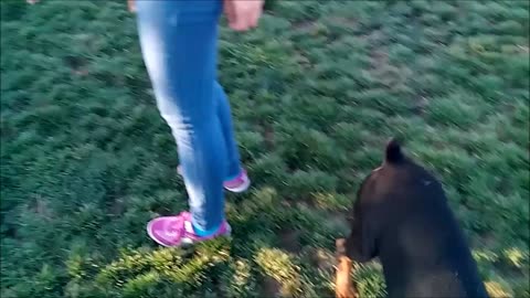 German Shepherd Puppy Dog go to dog park first time making new friends