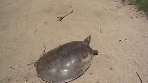 Look at this super fast turtle!