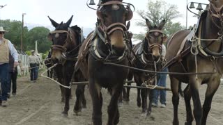 20 Mule team rolls into town - teaser