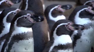 Penguins free