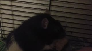 Rat Loves His Peanut Butter