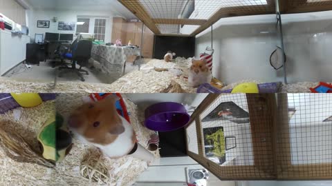 Hamster Missions impossible