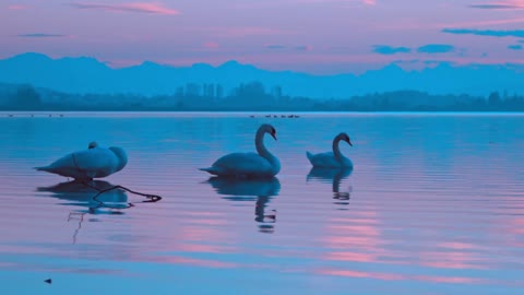 Pelican bird in the lake