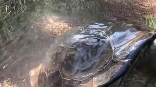 Tortoise Takes a Shower