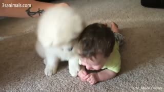 Adorable puppy and child playing each other