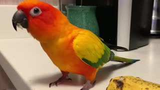 Excited parrot dances for his morning banana treat