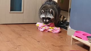 Raccoon undresses himself before going to bed.