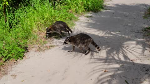 Raccoons walking in Florida park