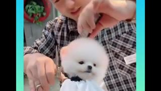 Cute and Funny Dogs Videos Compilation