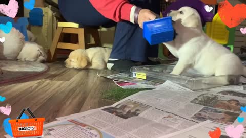 Little 4-week-old Labrador trains to be a service dog