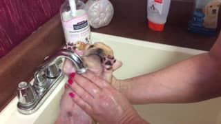 Frenchie puppy gets first bath
